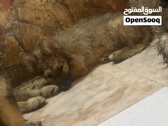 جرمين مع هسكي مكس