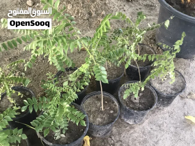 Curry Plant Perfect For Cooking