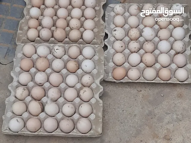 متوفر بيض دجاج عربي تجميع جديد
