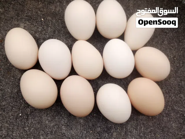 بيض باكستاني مخصب