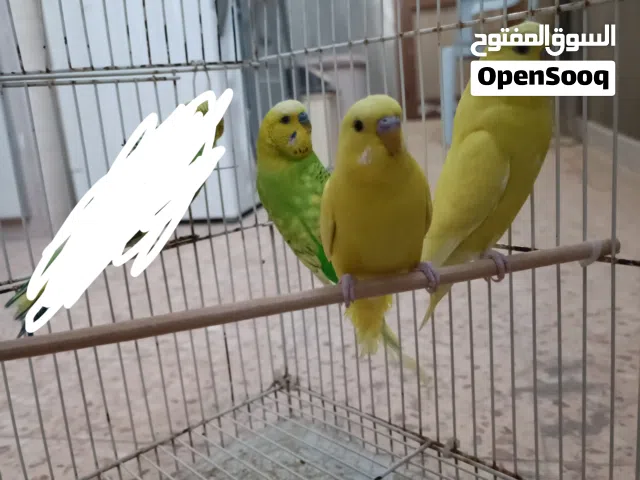 3 ذكور باقلينو للبيع ريش ما شاء الله صحة ونظافة