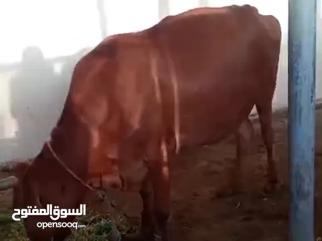بقره عمانيه للبيع عمرها 3 سنوات تبارك الله
