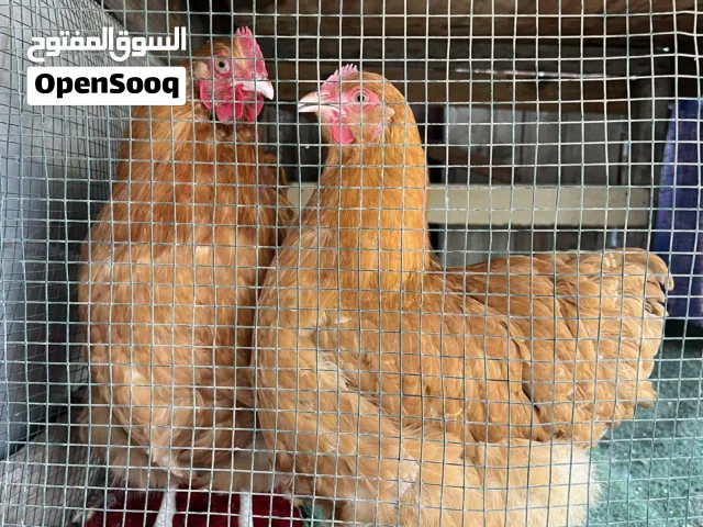 متاح كوبيه كلاي مريندا عمرهم 7شهور حاجه مشاء الله ربي يبارك سعرهم 1000 وساهل