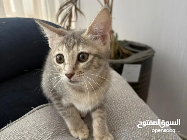 Very cute and cuddly female 12 weeks old kitten for adoption