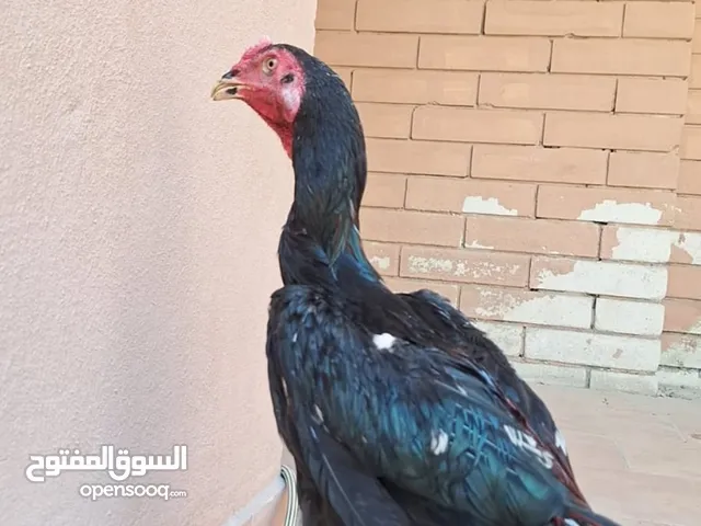 للبدل ويه سمان 15 حبه اناث او بيع