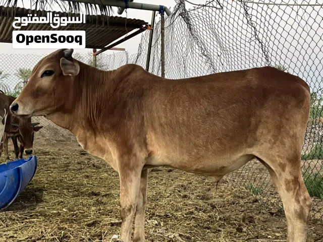 عجول للبيع