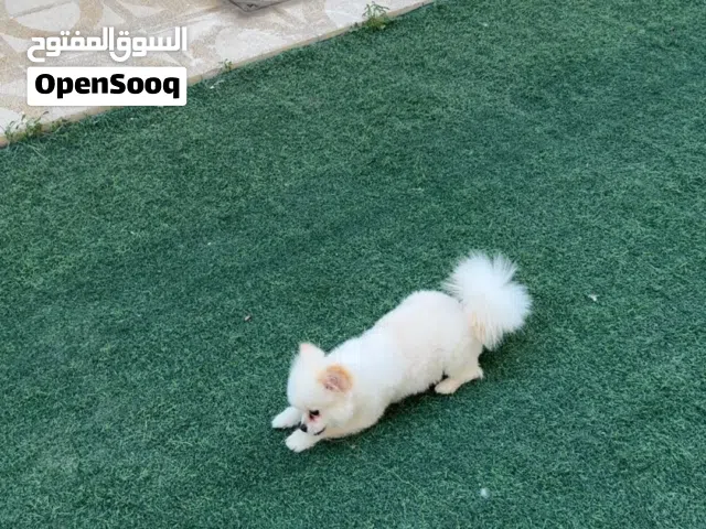 الكلب مطعم وخالي من الأمراض (مخصي)