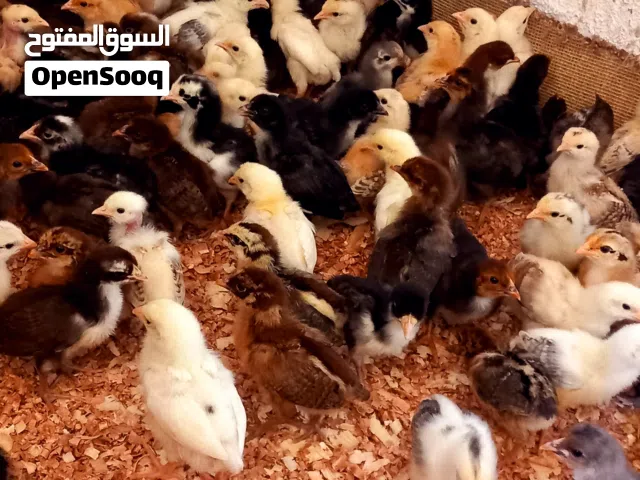 بسم الله الرحمن الرحيم  متوفر فلاليس عربيه وزهري وفيومي عمر 18يوم ماشاء الله ربي يبارك عز متربي ماشا