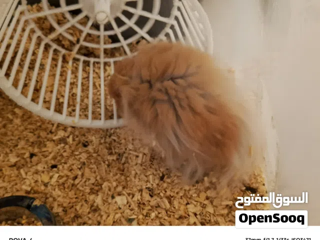 هامستر للبيع