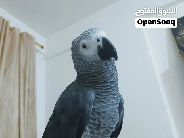 متاح ببغاء زنجبارى اليف