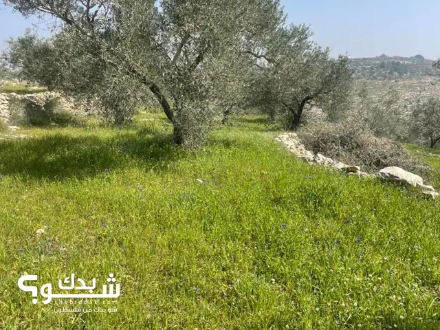 Farm Land for Sale in Ramallah and Al-Bireh Beit Rima