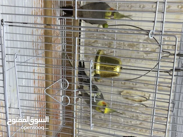 Beautiful Hand-Tamed Cockatiels for Sale