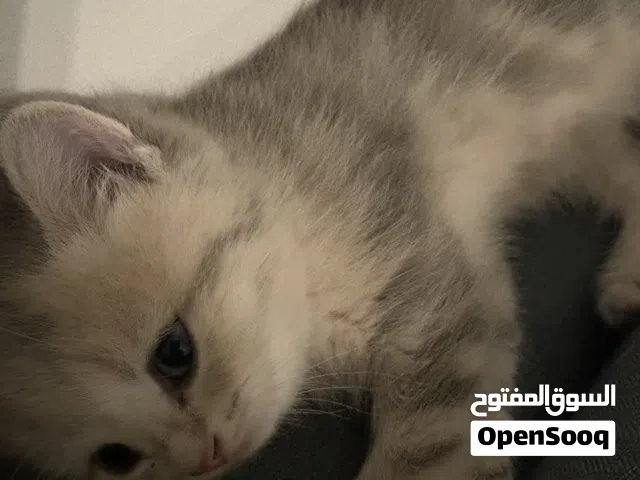 قطط صغيرة جميلة ولطيفة