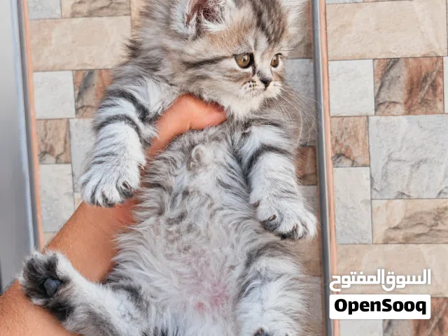 الجمال عدى الكلام شوفولي المستوى سكوتش  لون نادر بسعر مناسب جدا  جمجمه عريضه عيون فيروزي أطراف قصيره