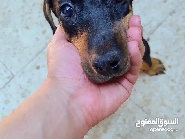 جروه دوبرمان انثى بيور عمر 4 شهور