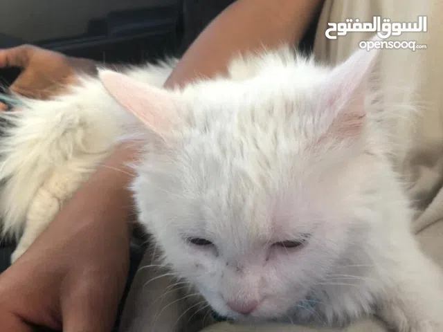 قط للبيع معاه جميع ملحقاته