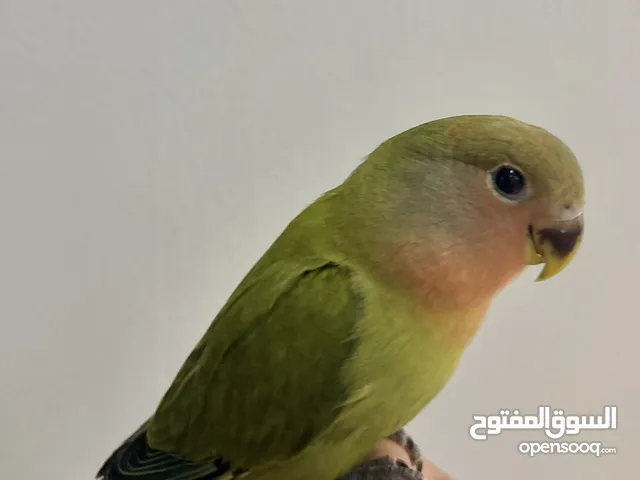 فرخ روز اليف عمره شهرين و اسبوع نهاية غر شامل جميع ملحقاته القفص و الاكل و السيريلاك و حوض استحمام