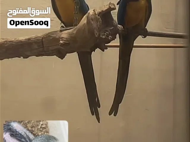 فرخ بغبغاء مكاو للبيع