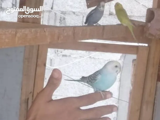 بيع كناري  عدن
