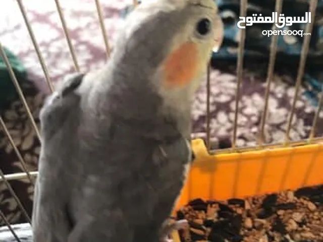 عصفور كوكتيل
