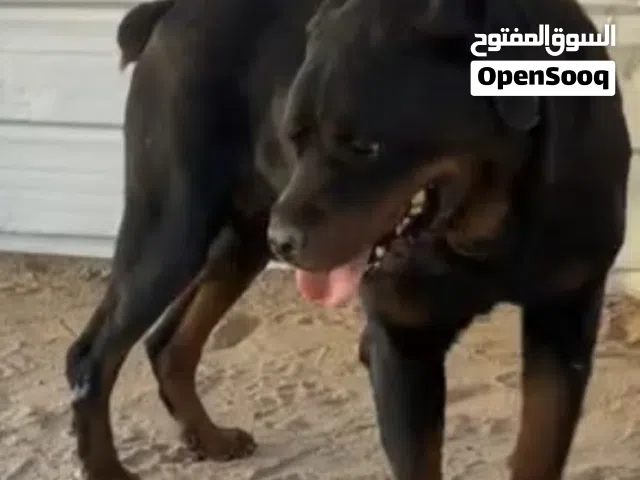 روت وايلر جامبو