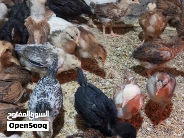 افراخ دجاج عرب عمر 40 يوم بصحه جيده الوان حلوه سعر الزوج 7 الأف البصره شط العرب الكباسي التواصل