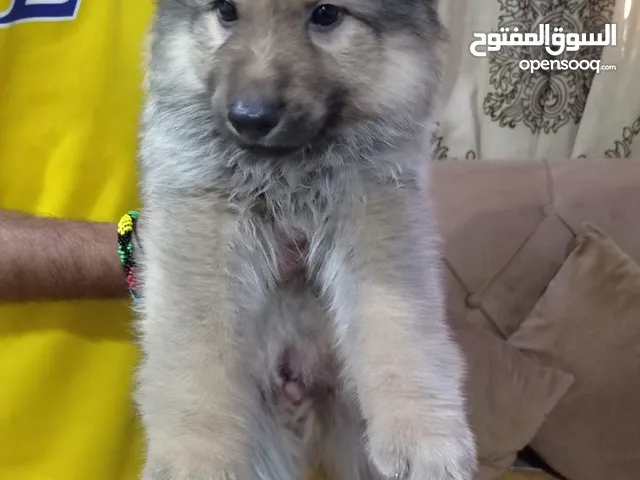 German shepherd king size good and healthy puppy's 40 days only