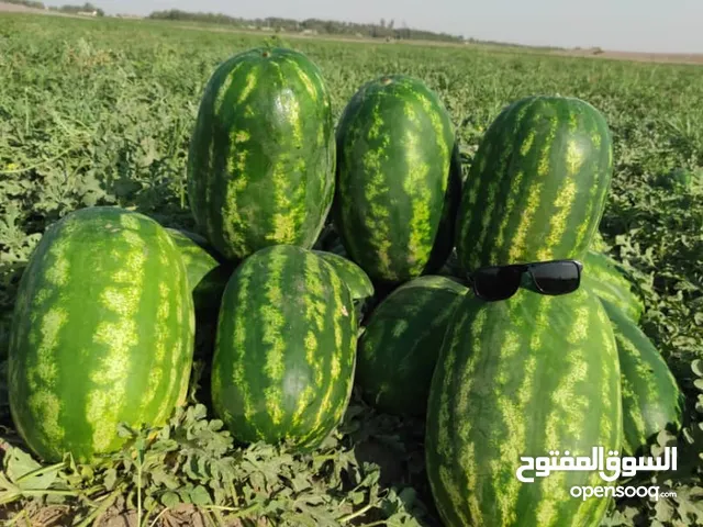 عندنا رقي درجه أولى -! توصيل من إيران للعراق بسعر حلو! رقی رقی رقی رقی رقی رقی رقی رقی رقی رقی رقی