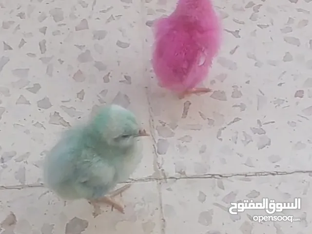 صيصان ملونه للبيع للبيع بسعر رمزي