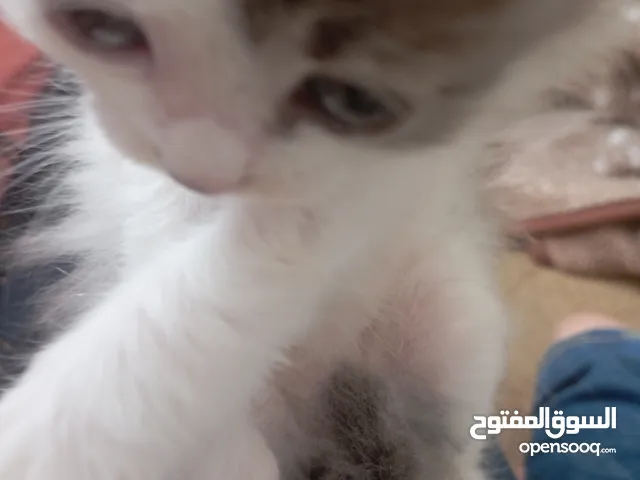 قطه هملايا بيور مع صغارها الثلاث للبيع بسعر مغري