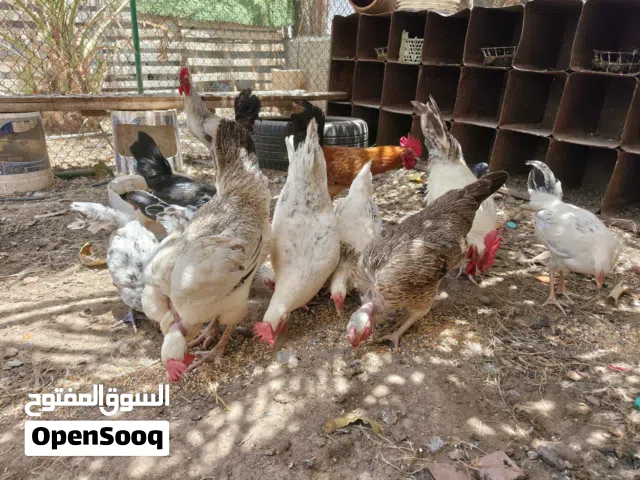 دجاج عماني