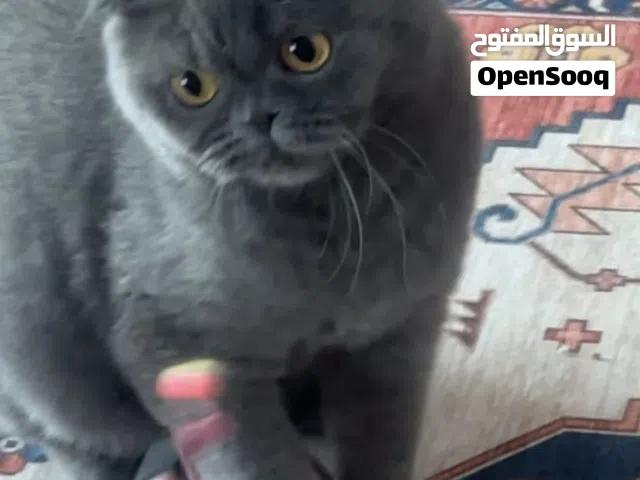 انثى سكوتش فولد بلو حامل من ذكر سنمون