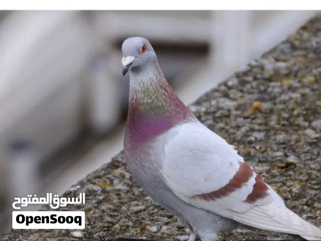 حمام زاجل بلدي بكستاني للبيع الجوز ليرتين ونص نهايته  متوفر تقريبا 20 حبه كلو شغال ميه  ميه للبدل