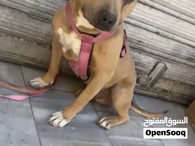 كلب بيتبول