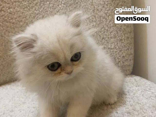 ذكر سكوتش ستريت NS12