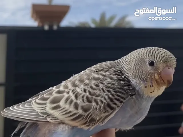 ببغاوات بدجي أليفة بيع مستعجل