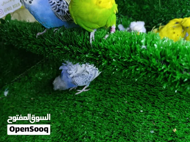 متاح طيور حب هاجرمو خط اول 4 زواج بيعه وحده