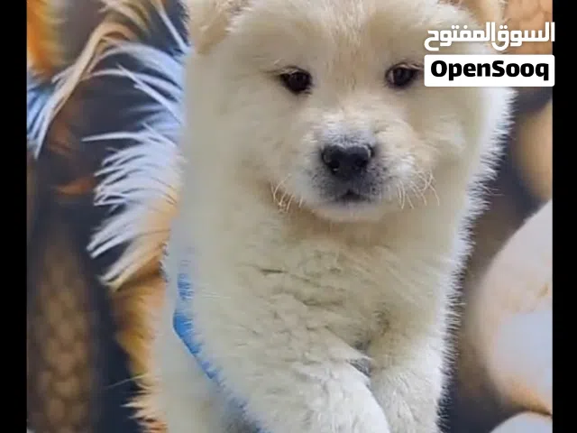 اجمل جراء تشاو تشاو ...عباره عن لعبه بمعنى الكلمه...ذكر .مع جميع المطاعيم