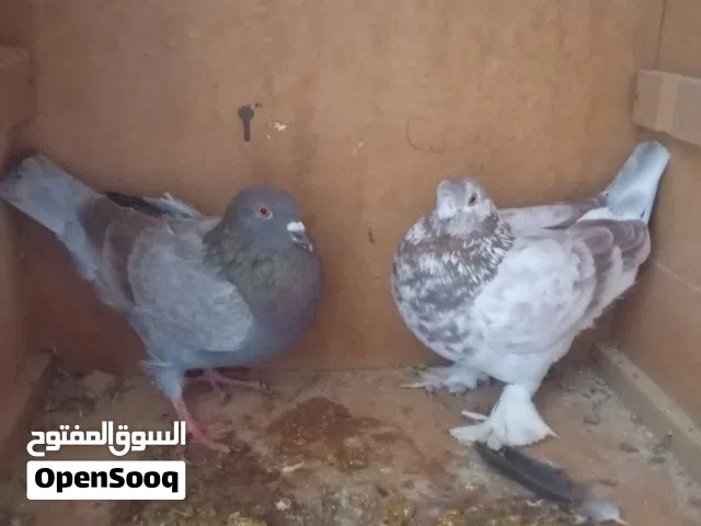 السلام عليكم ورحمه الله وبركاته متوفر حمام عربي اقراء الوصف