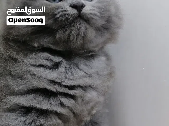 ذكر برتش بلو رصاصي غامق العمر شهر ونص سلاله فاخره ومميز بشعره الكثيف ولون عيونه الجذابه