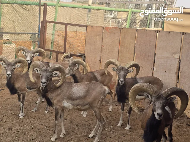 للبيع وعول اصفهاني ( ذبايح او تربية )