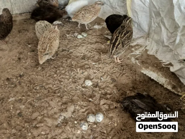 سمان بياض....  وبيض سمان