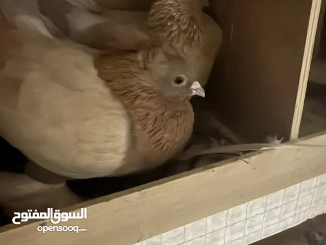 حمام حب رمان انثا للي له خاطر يتواصل   معاي وزوجين إيراني منتج