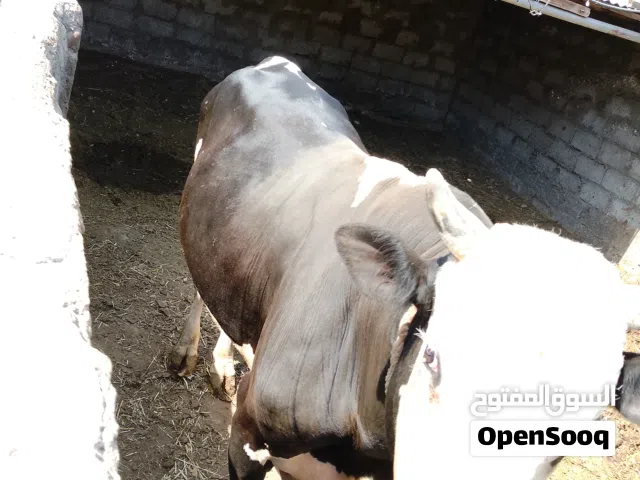 لبيع ثور وبقره