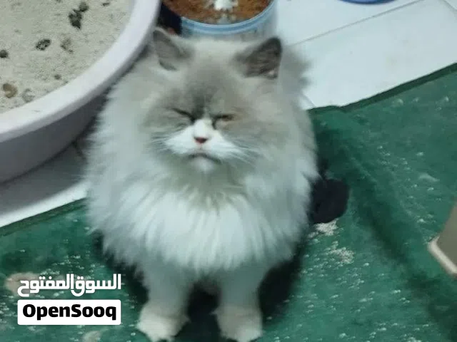 قطط للتبني لعوبين