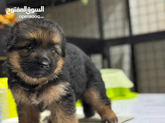 German shepherd for sale 250 negotiable 1month and 2weeks