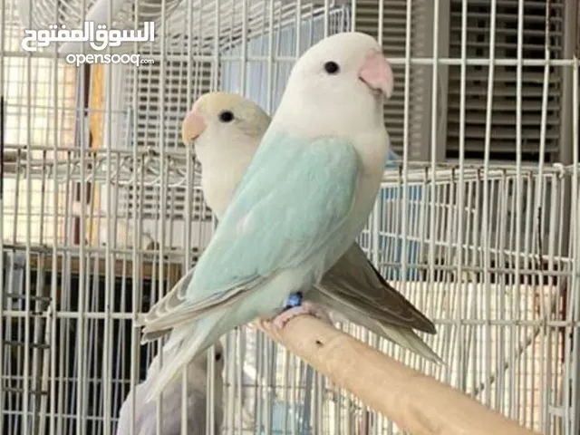 ذكر تركواز