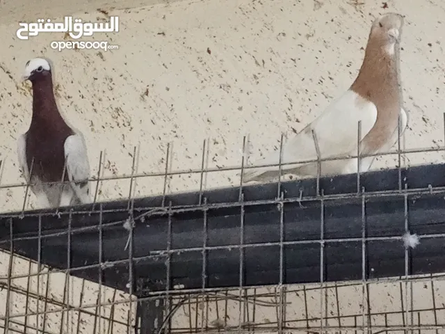 جوز موارديات شغلات شي فاخر من الاخر