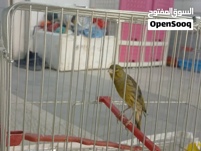 عصفور كناري حبشي حبه ب صلاه عنبي حبه طويله و مميزه للجادين