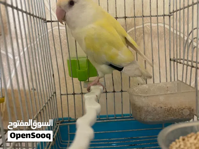 طيور روز طيره جاهزه اليفه ميه ميه وفحلين حب هوقو رومو موجودات في الزرقاء
